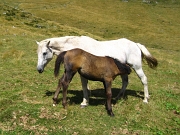 02 cavalla che allatta il puledro